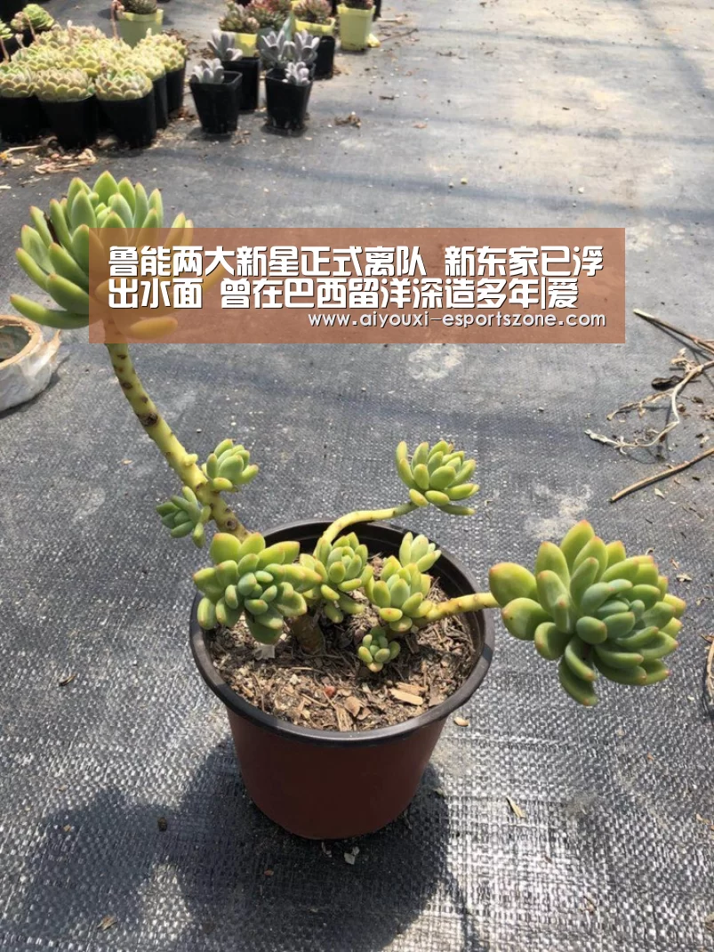 鲁能两大新星正式离队 新东家已浮出水面 曾在巴西留洋深造多年|爱游戏体育官方网站(图1) 爱游戏体育